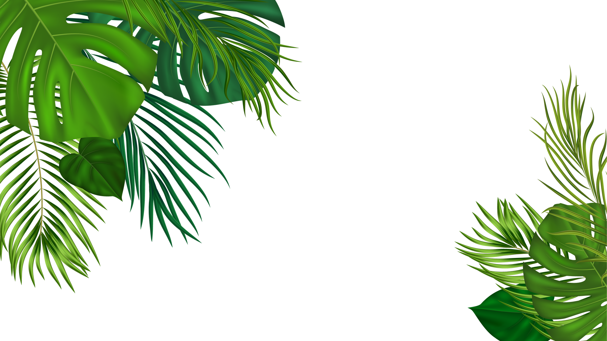 Summer Tropical Background with Green Palm Leaves